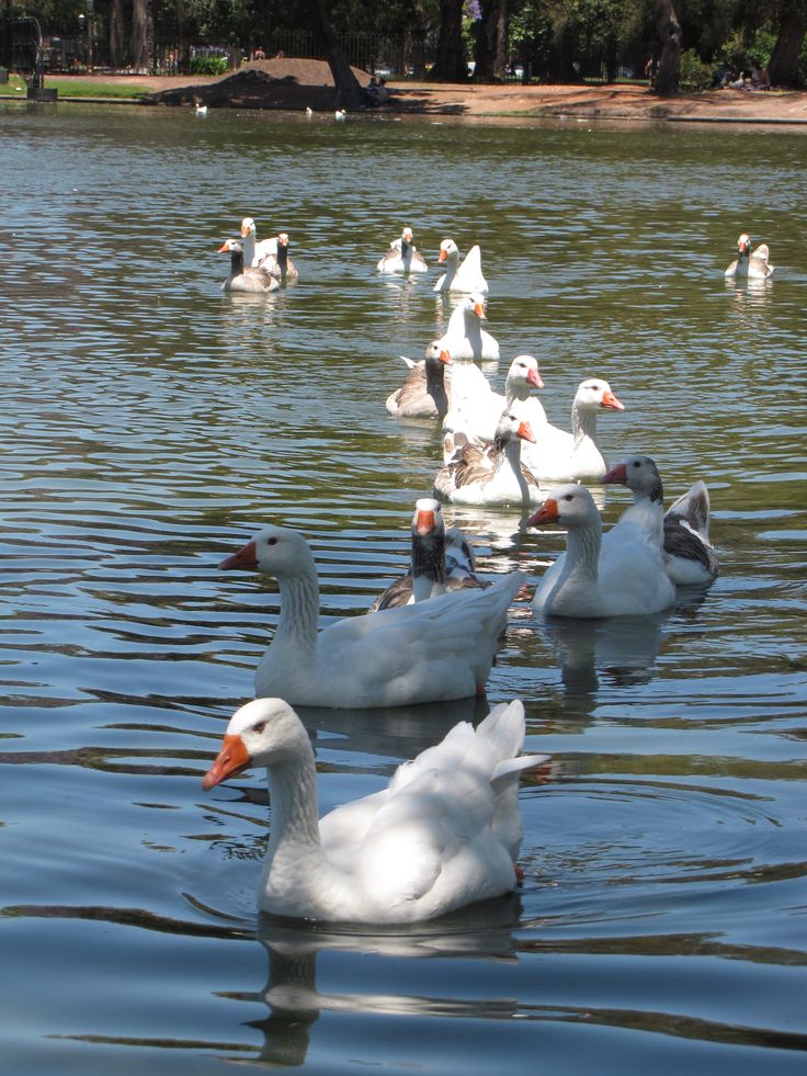 Fauna de los Lagos de Palermo